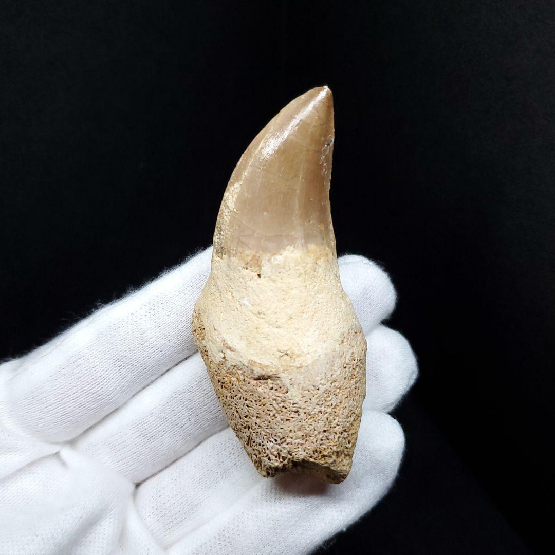 歯根付き モササウルス 化石 歯 本物 モロッコ産 68.94mm mos88