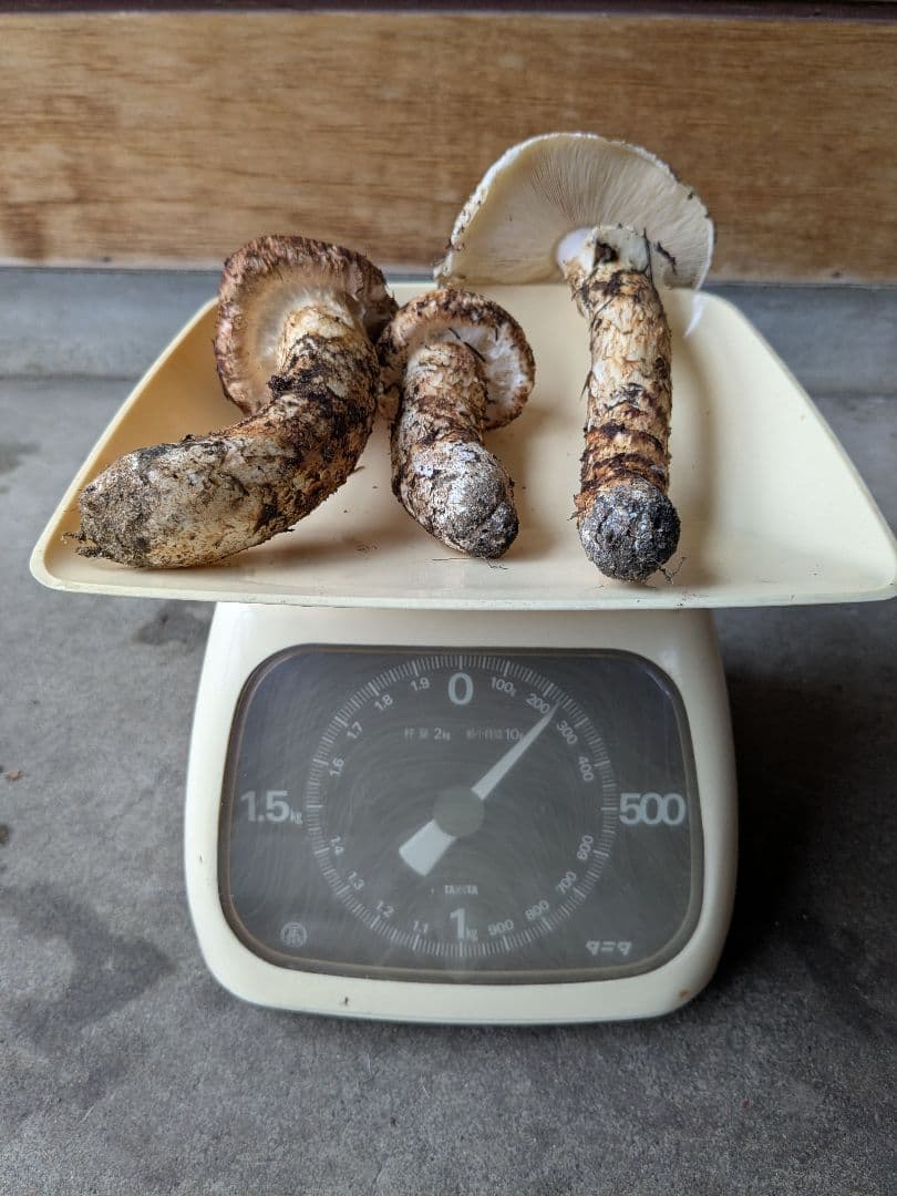 岩手県　岩泉産 松茸　マツタケ 約220g