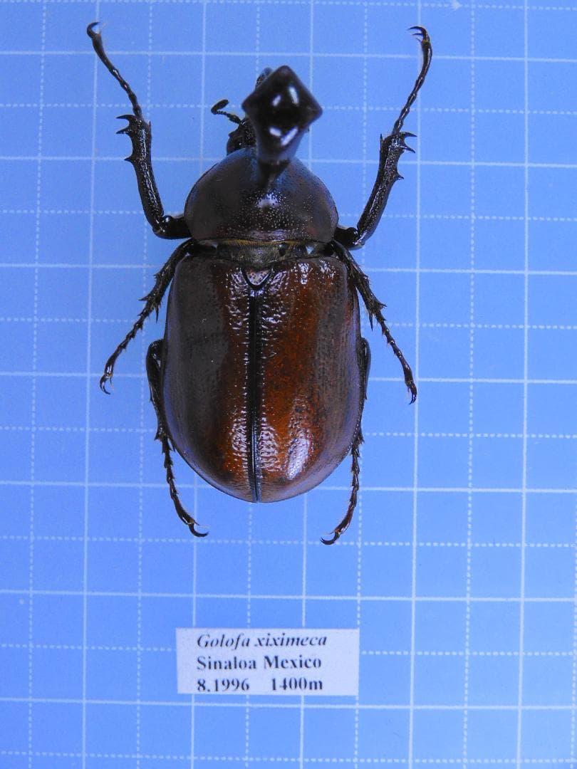 メキシコ産　キシメカタテヅノカブト　35mm