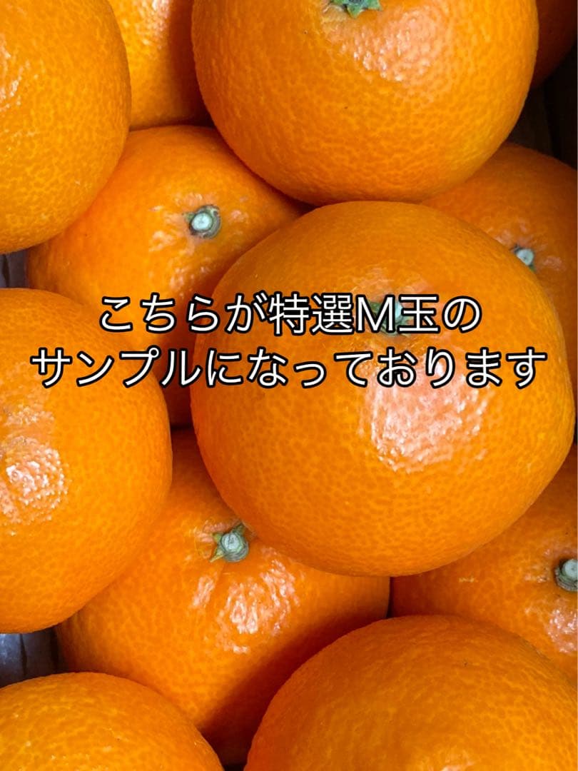 愛媛県産!!愛果28号(特選M玉10キロ) 空島まどんな