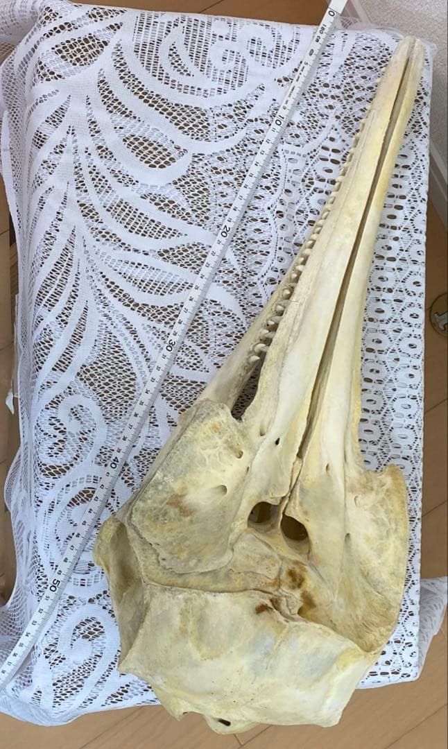 超希少種　シワハイルカ　頭骨　標本　海棲生物　いるか　イルカ