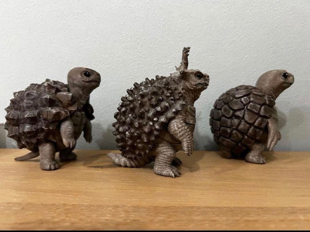 亀甲竜 【アフリカ メキシコ】 パキプス亀　プロモーション用