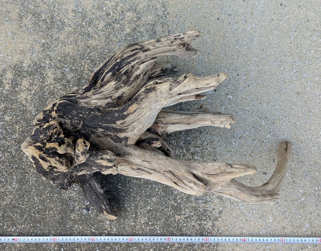 ホーンウッド系　流木　1