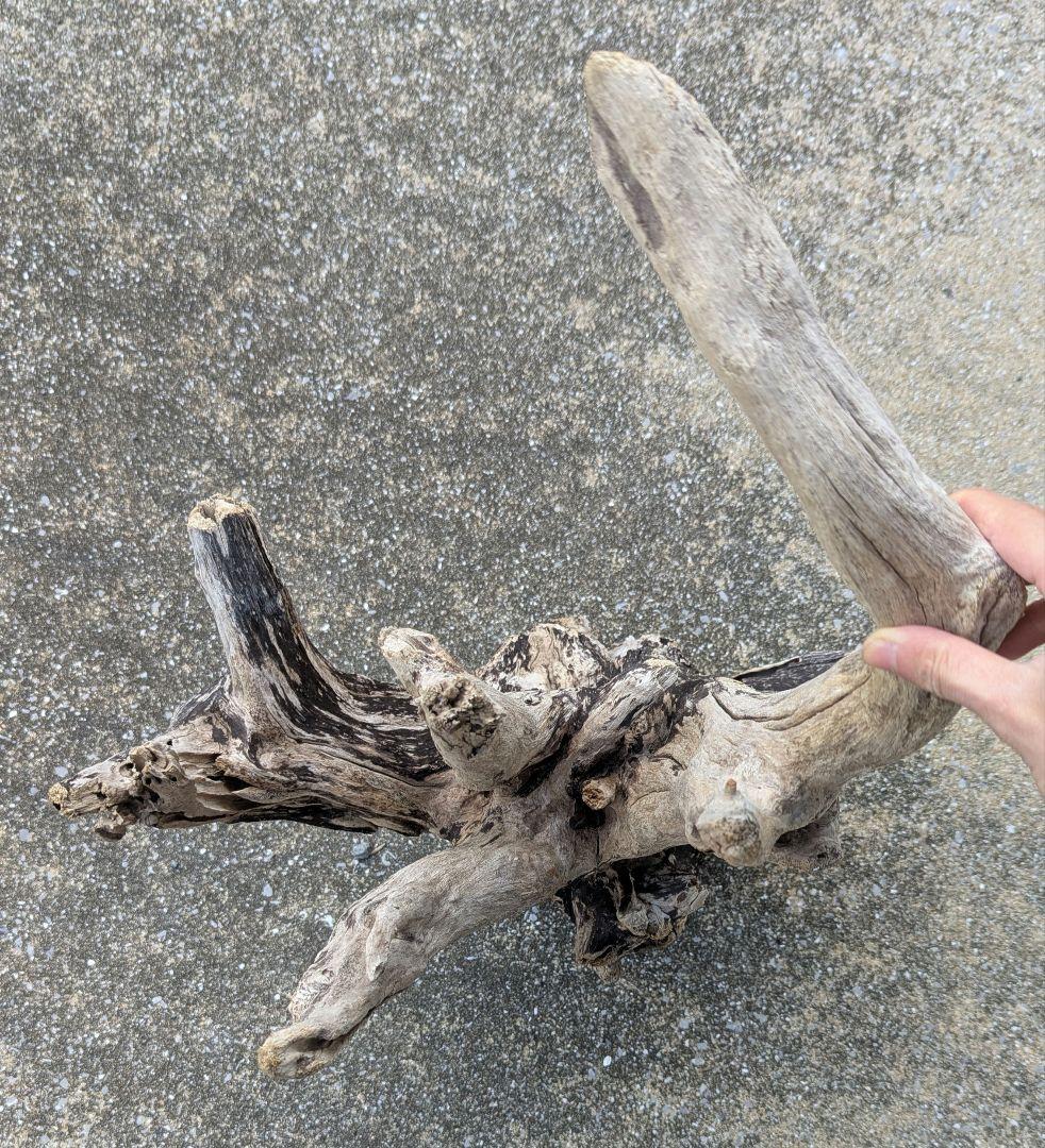 ホーンウッド系　流木　1