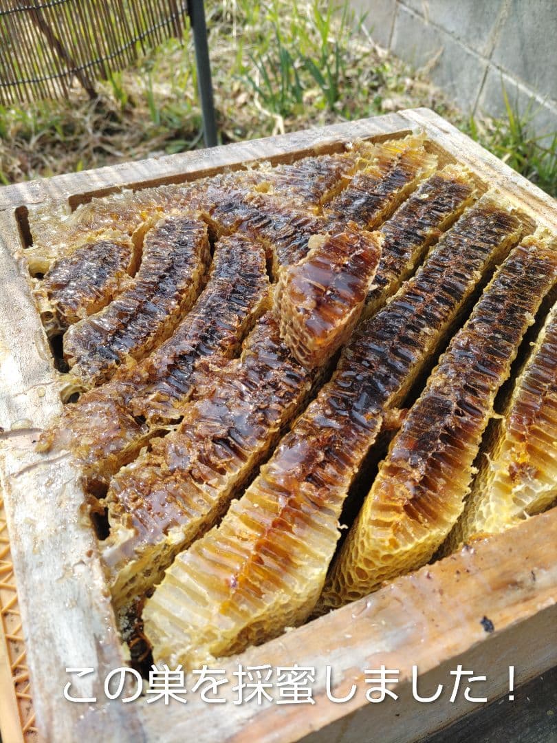 純粋はちみつ　百花蜜（１年熟成物）　550ｇ✕4本（2.2kg）