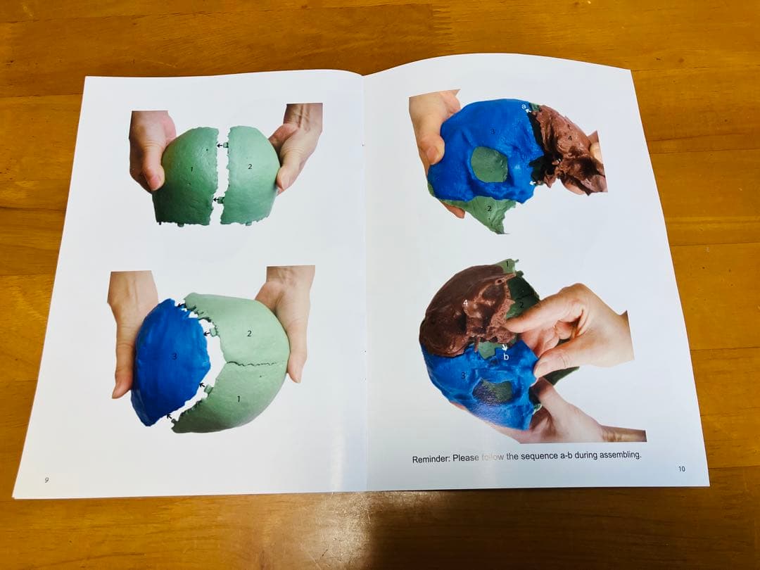 解剖学用分解可能頭部模型