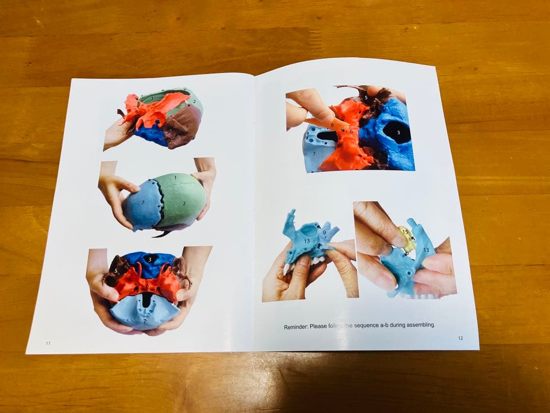 解剖学用分解可能頭部模型