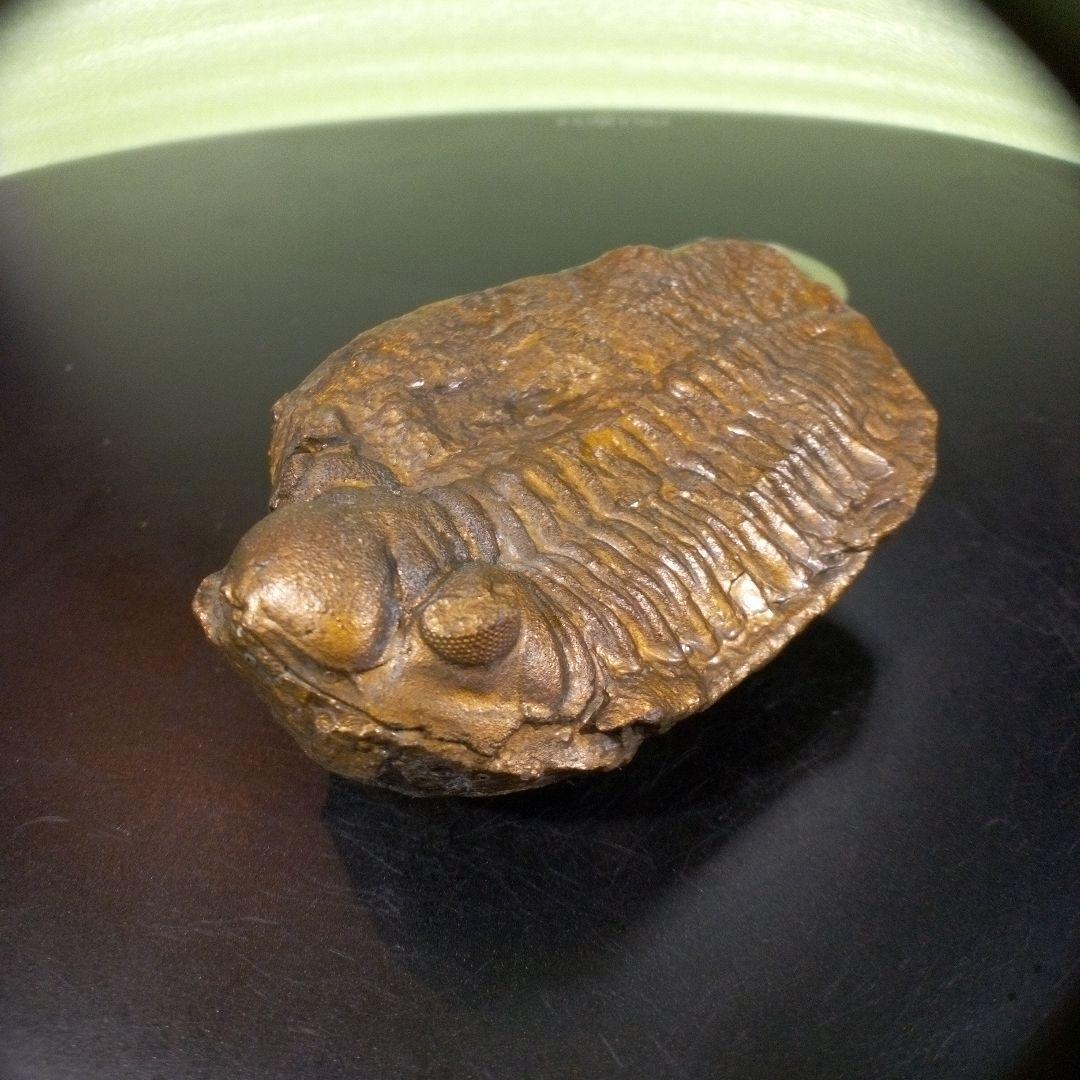 三葉虫　化石　fossil　ボリビア産　レア　Fossil管理③