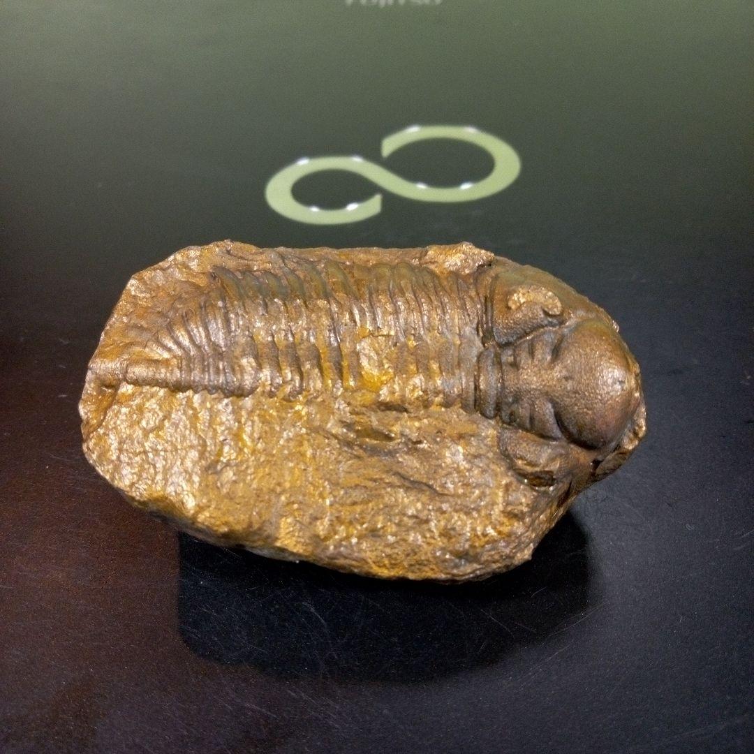 三葉虫　化石　fossil　ボリビア産　レア　Fossil管理③