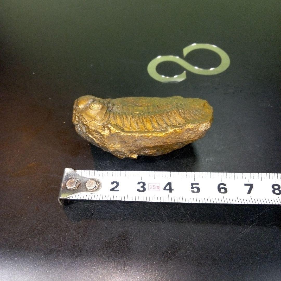 三葉虫　化石　fossil　ボリビア産　レア　Fossil管理③