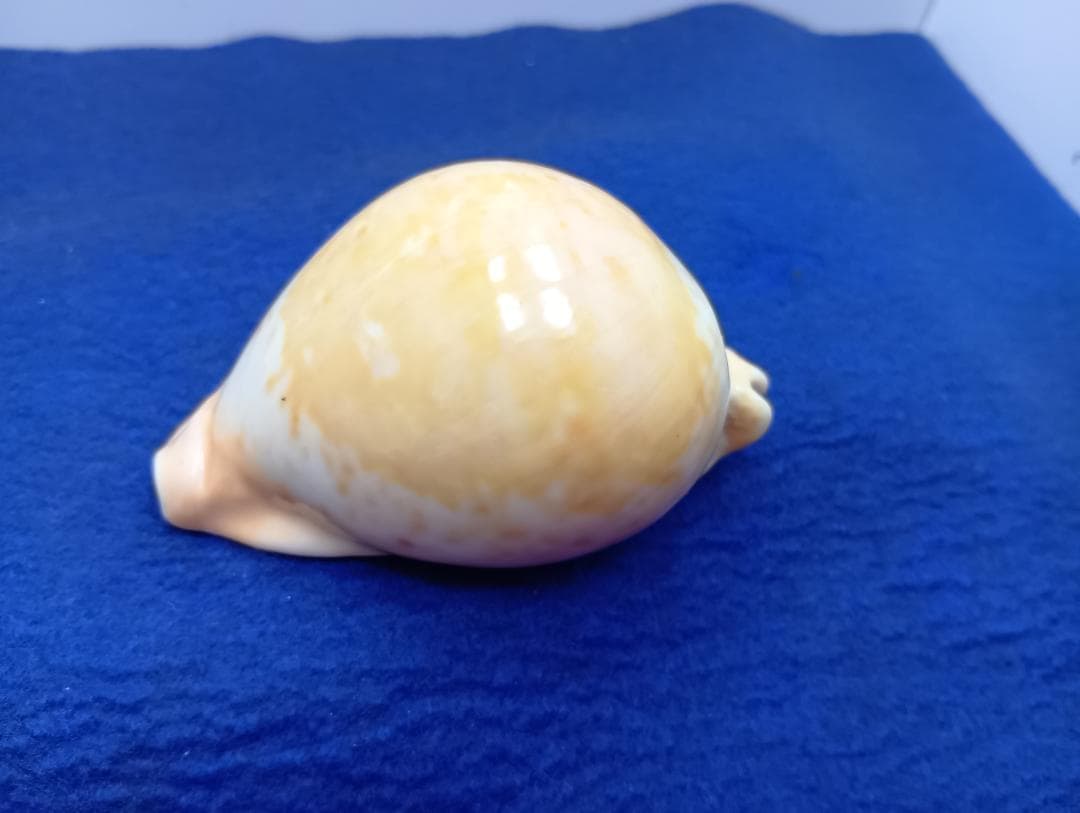 貝標本ウスアカネダカラ