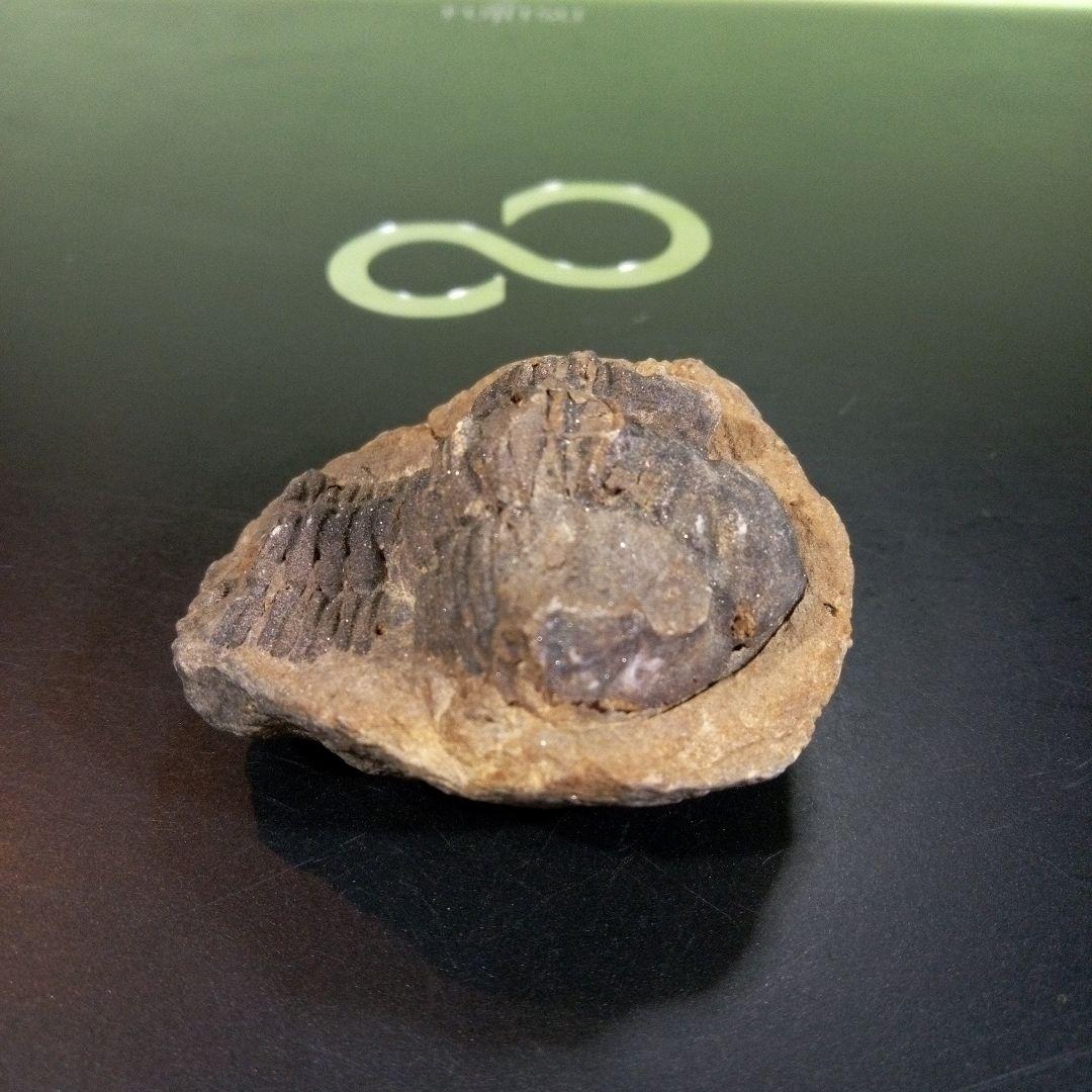 三葉虫　化石　fossil　ボリビア産　トライロバイト　Fossil番号⑩