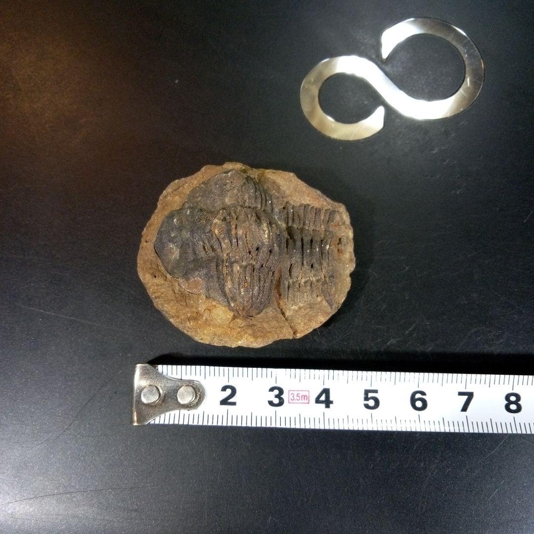 三葉虫　化石　fossil　ボリビア産　トライロバイト　Fossil番号⑩