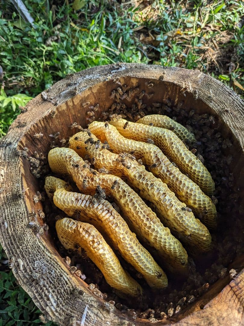 日本ミツバチ 蜂蜜 令和7年度 採れたて 1200g たれ蜜 非加熱　百花蜜