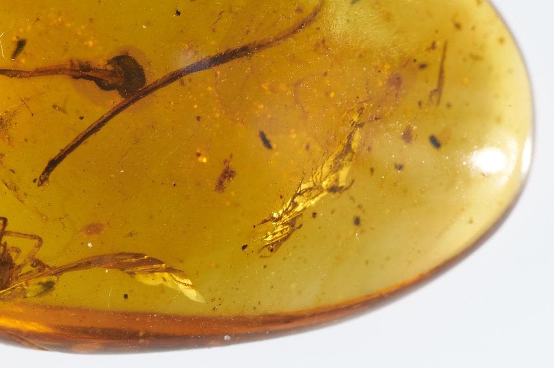 レア極上品 pa0012虫入り琥珀化石　ミャンマーカムティかタナイ9900万年前