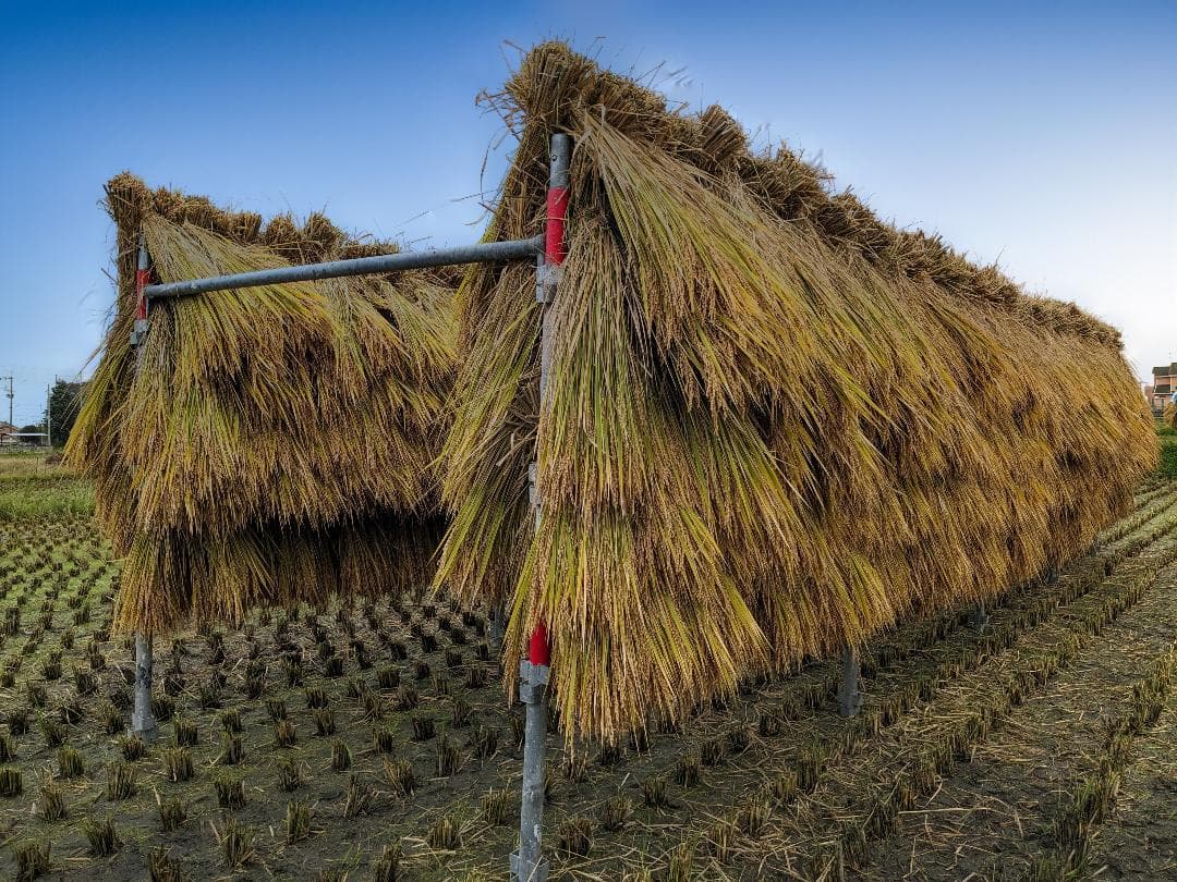 ローズマリー　こだわりのお米 20kgと米粉 1.5kg