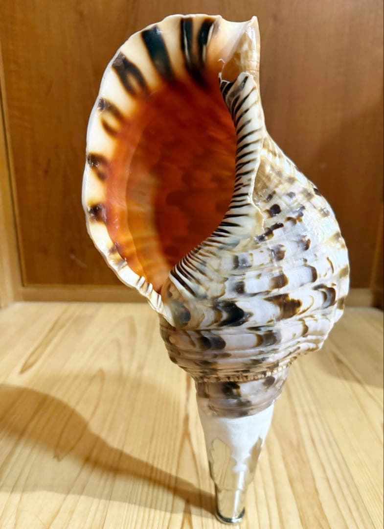 ケ*ン様 修験道法螺貝36㎝　山伏　密教　魔除け　熊よけ❣️ホラガイ　ほら貝