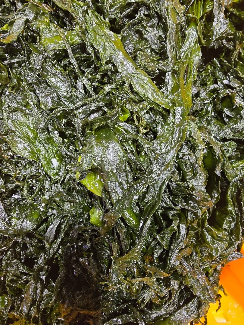 新もの塩蔵ワカメ500g ×21