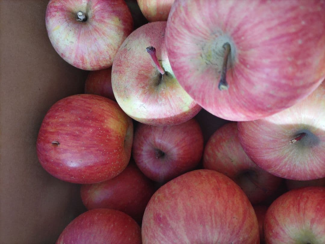 良品 葉取らずサンフジ20kg以上 数量限定 通常価格12500円 劣化防止出荷