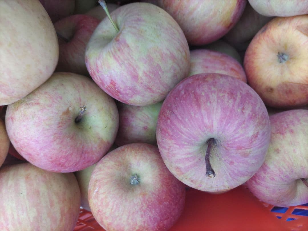 良品 葉取らずサンフジ20kg以上 数量限定 通常価格12500円 劣化防止出荷