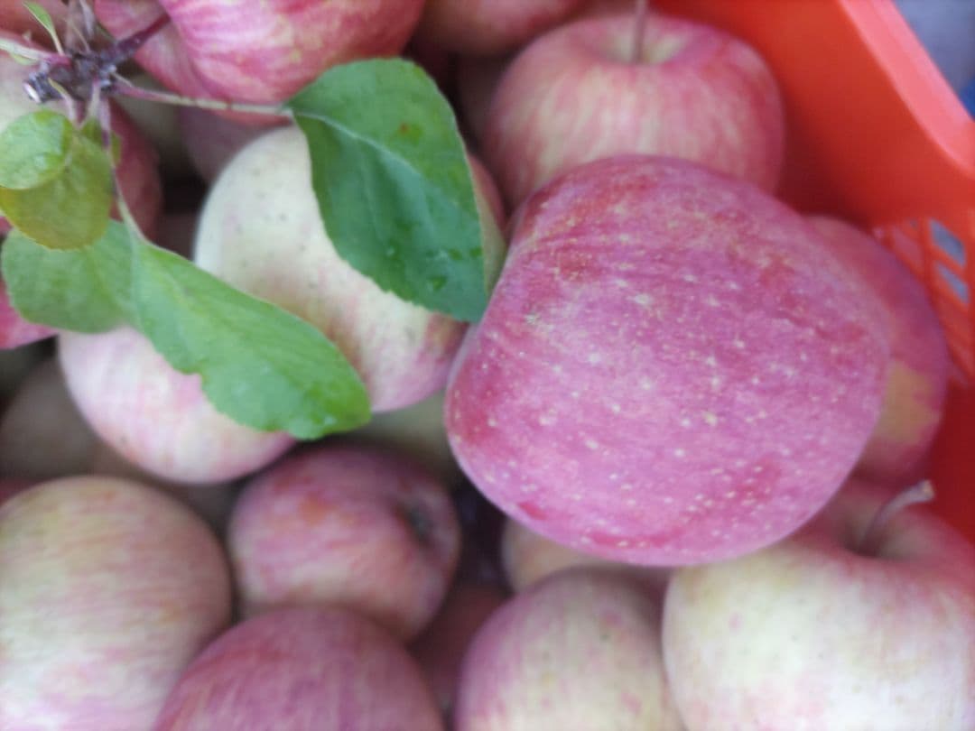 良品 葉取らずサンフジ20kg以上 数量限定 通常価格12500円 劣化防止出荷