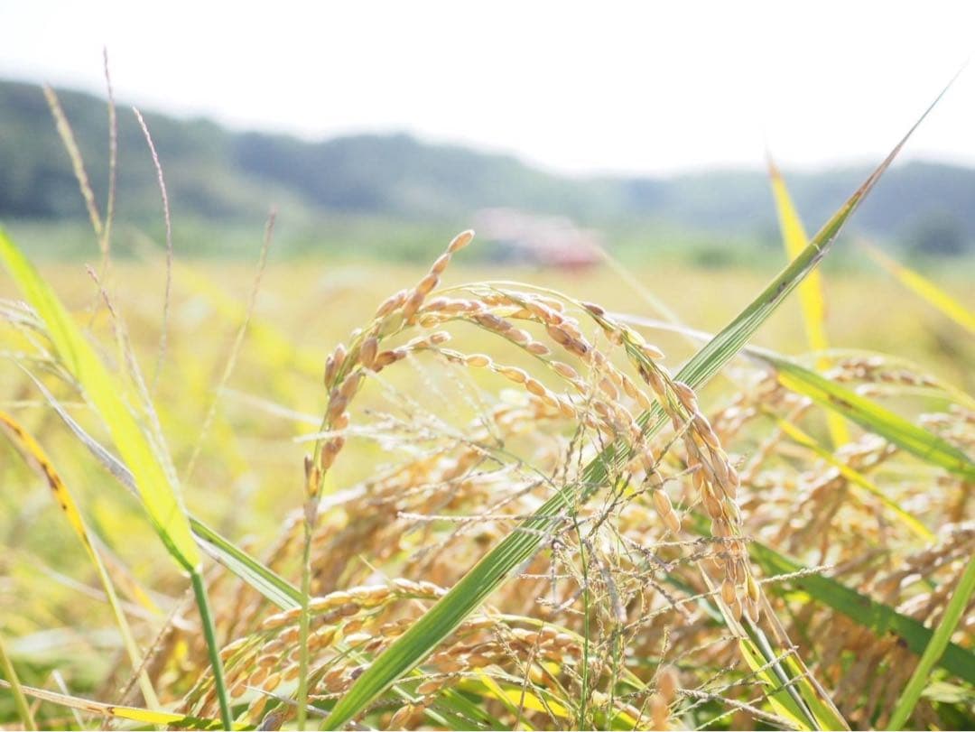 愛知県産 コシヒカリ 白米 20kg