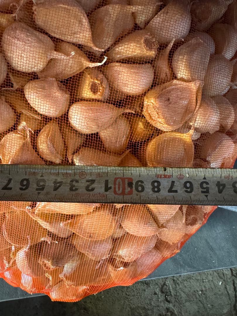 青森県産　消毒にんにく　白玉王　LM 10kg