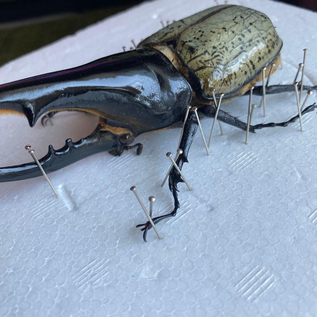 Mondoo　昆虫標本　ヘラクレスオオカブト　ヘラクレスヘラクレス