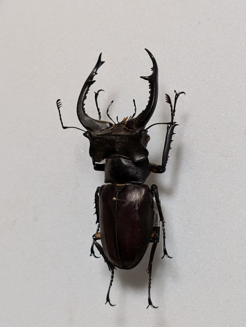 大型　カンターミヤマ　標本