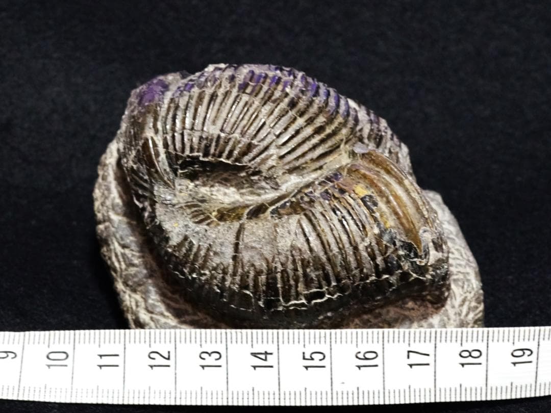 ｋｉｍｉｏ　化石ユウボストリセラスとムラモトセラス