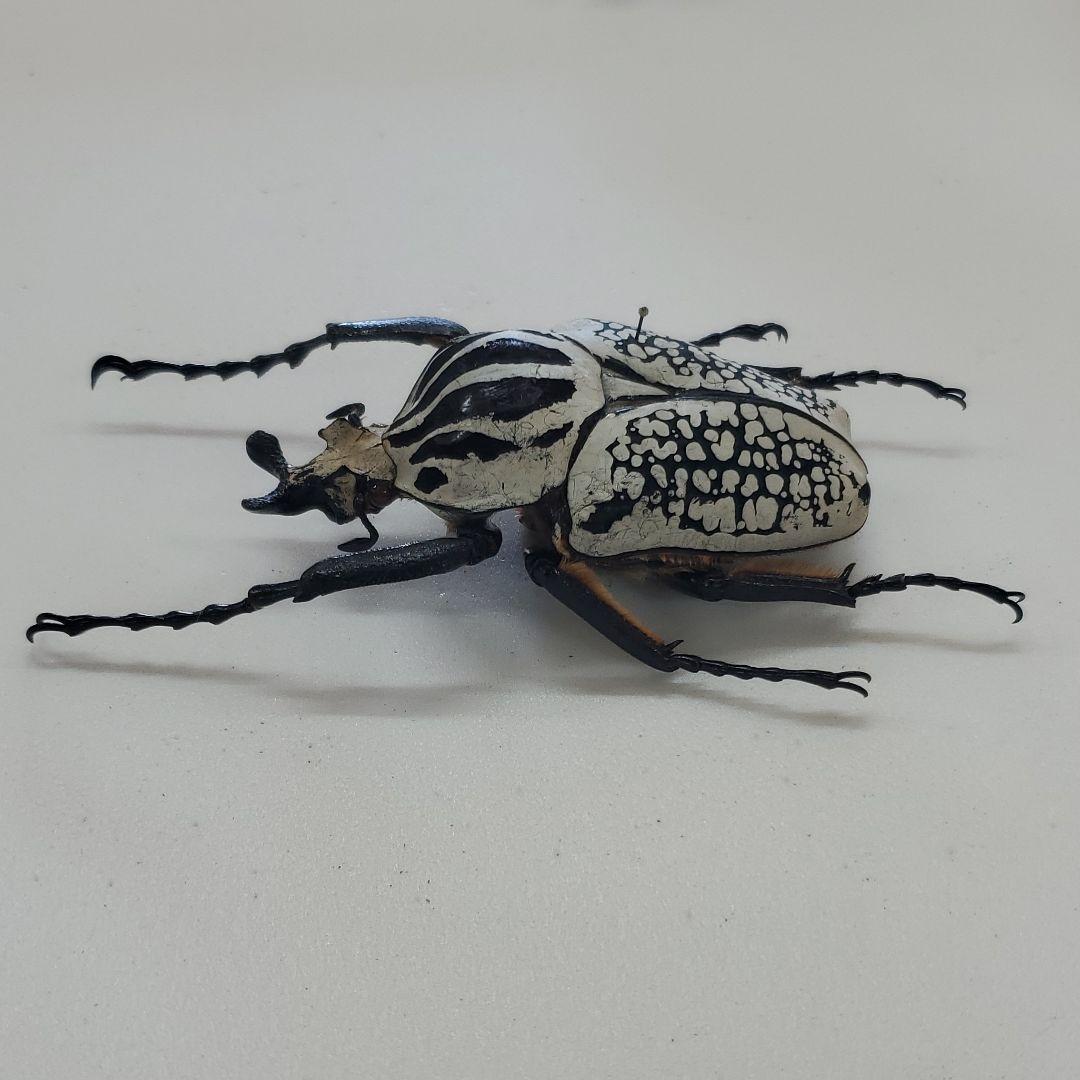 コレクションシリーズ　ゴライアスオリエンタリス-