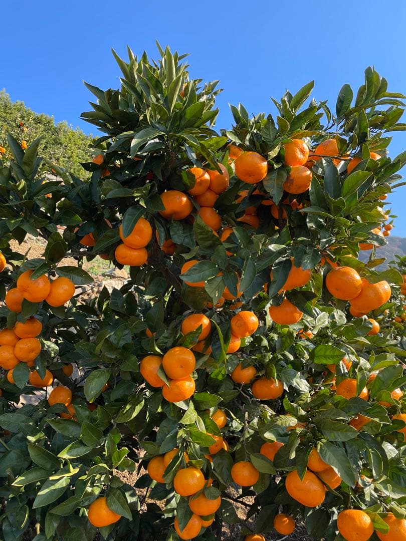 有田みかん　中生みかん　10キロ　5キロ✖️2個