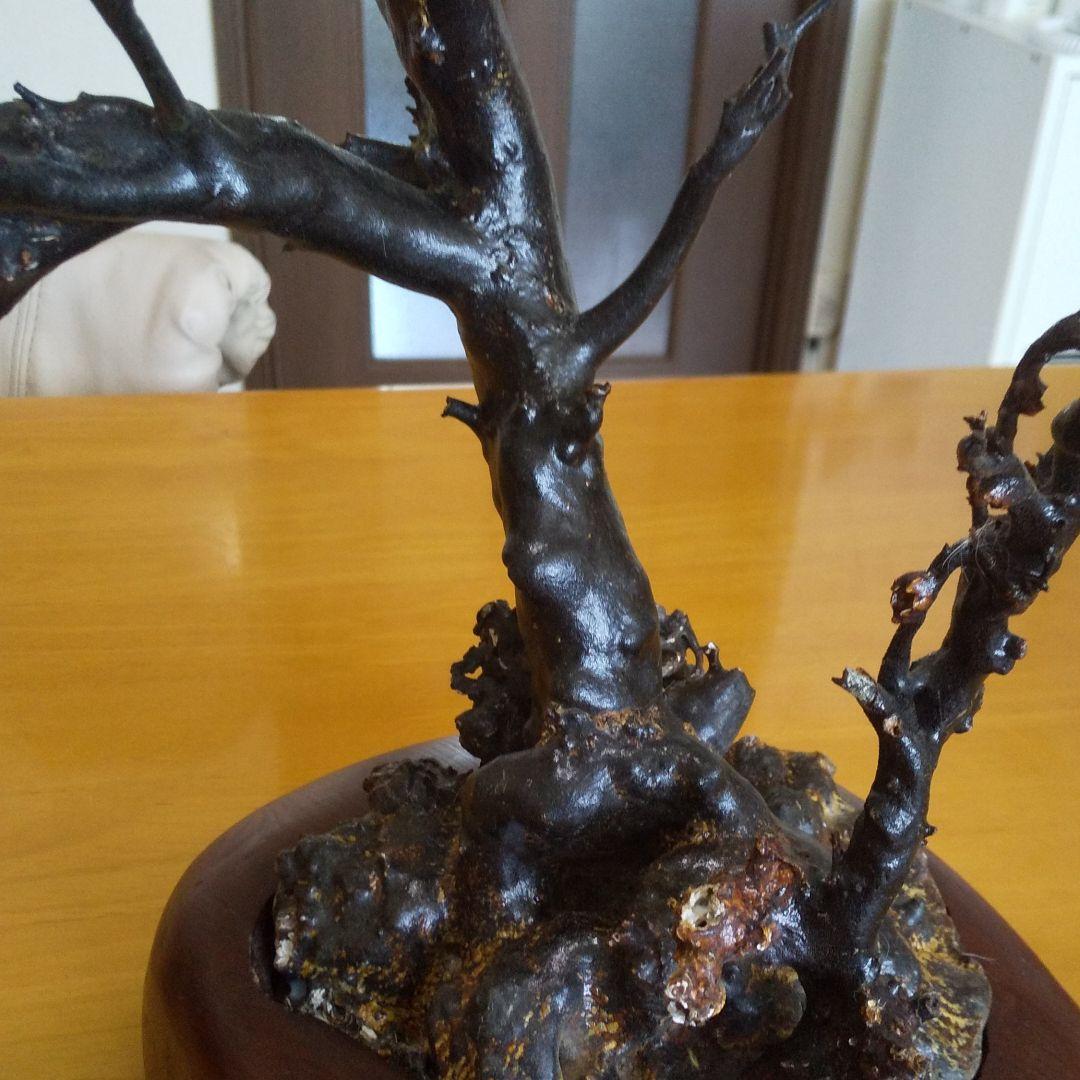 美品 未使用 貴重 海松 黒珊瑚 原木 周囲約10センチ