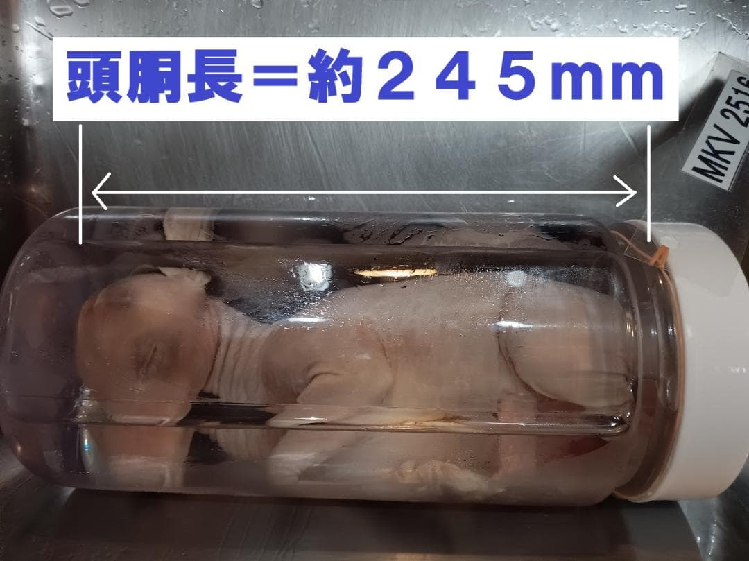 【学術標本】種名ニホンジカ　胎児エタノール浸漬標本（♀）　頭胴長約２４５ｍｍ