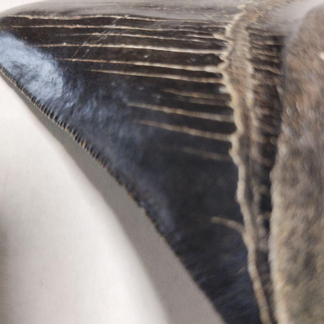 メガドロン　化石　歯　標本　鉱物