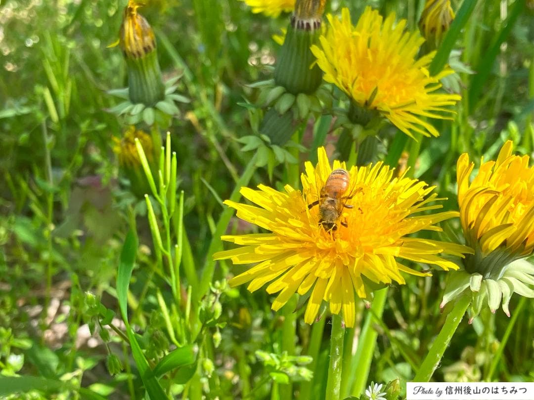 百花蜜 1000g 2本 長野県産 国産蜂蜜 生はちみつ セイヨウミツバチ