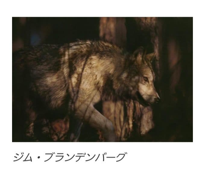 ジム・ブランデンバーグ 直筆サイン入り プリント 写真アート現状品 狼 オオカミ