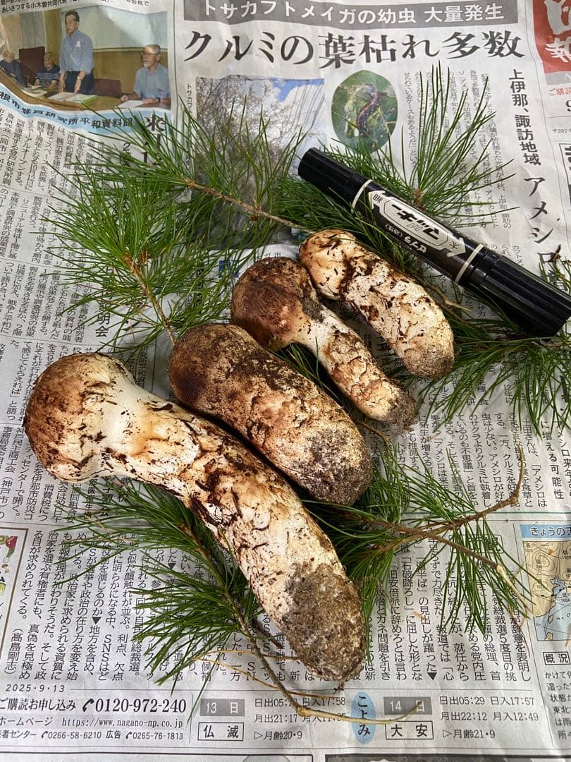 南信州産松茸　10月20日朝採れ 極上211g