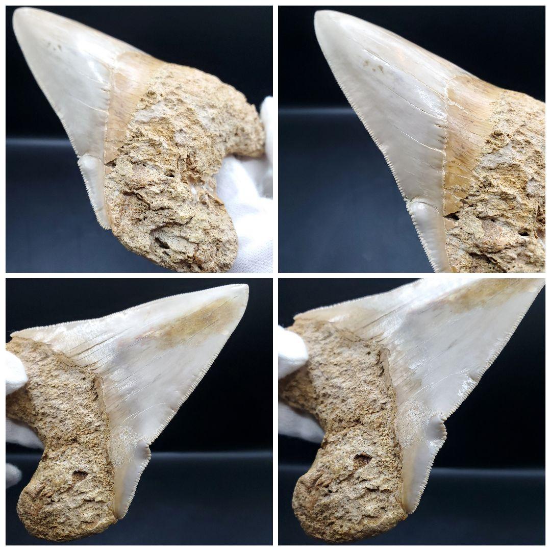 極上 メガロドン 歯 化石 本物 インドネシア 117.24mm mg15