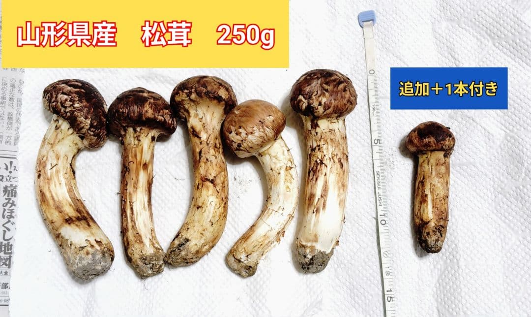 山形県産　松茸　250g　5本　つぼみ　国産　マツタケ　バラ可能