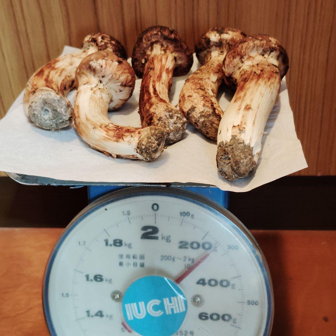 山形県産　松茸　250g　5本　つぼみ　国産　マツタケ　バラ可能