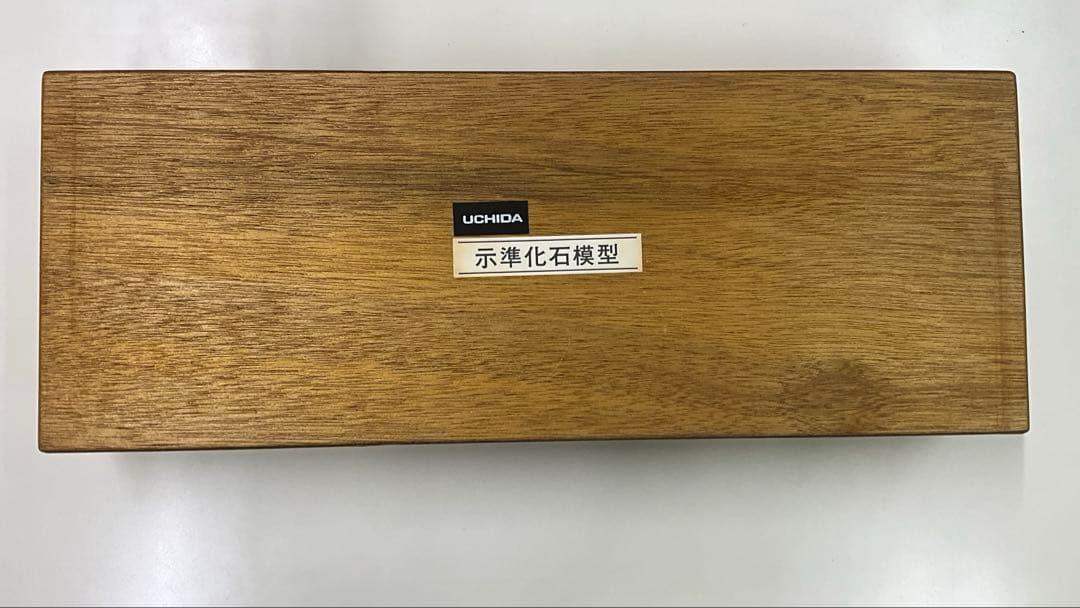 示準化石模型 5種セット 三葉虫 羊歯植物 床板さんご アンモナイトサメの歯