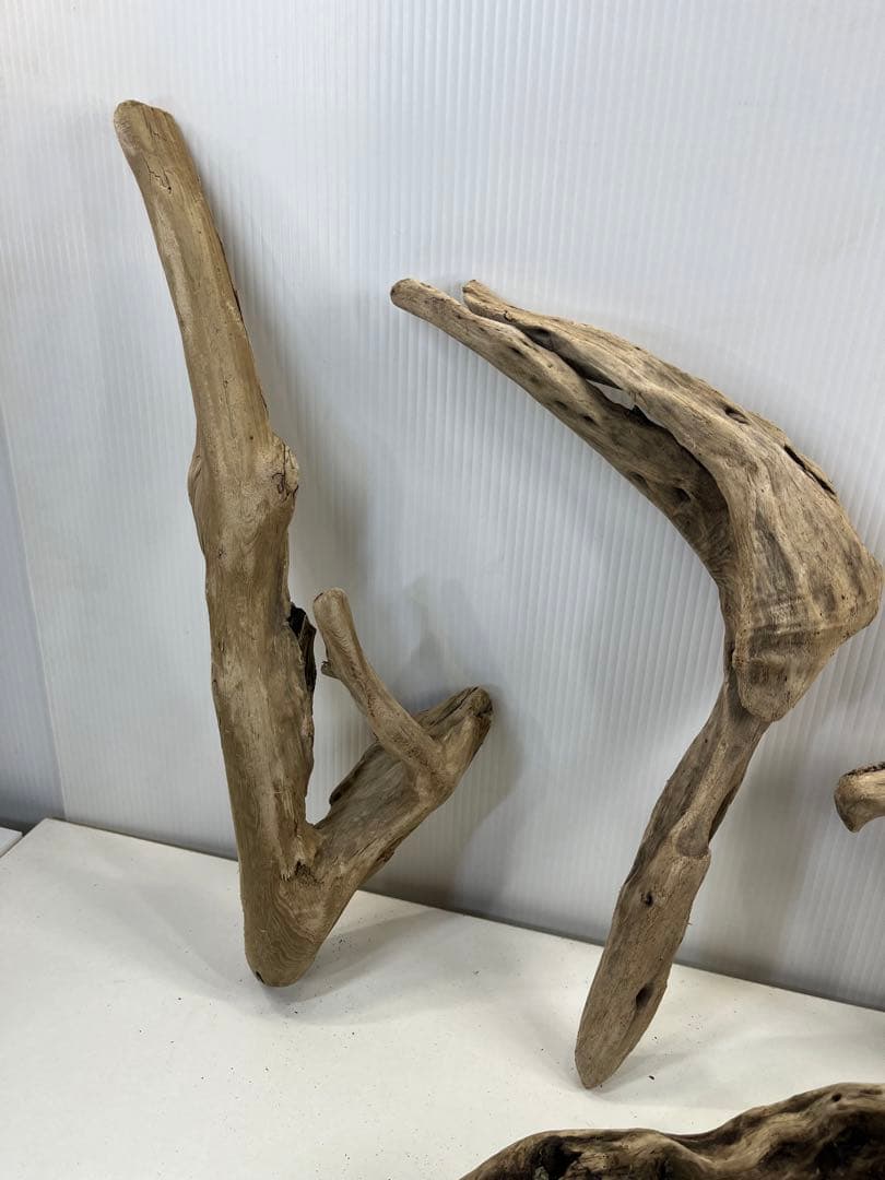 t55アク抜き済み流木セット 爬虫類シェルター 登り木 インテリア エアプランツ