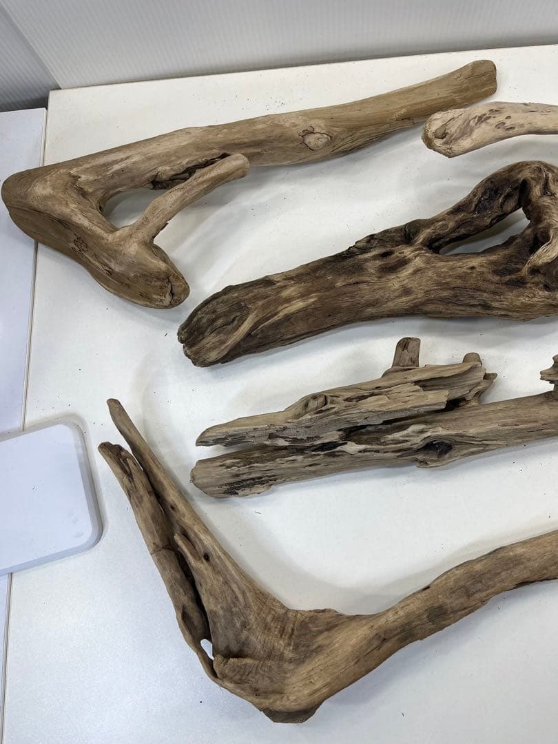 t55アク抜き済み流木セット 爬虫類シェルター 登り木 インテリア エアプランツ