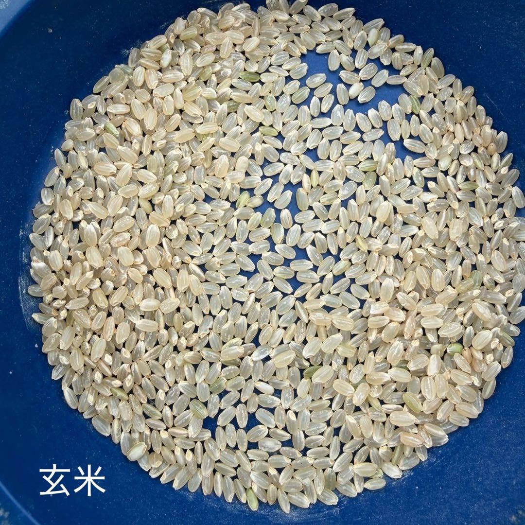 【農家直送】令和7年　宮城県栗原市産 ひとめぼれ 玄米20kg 環境保全米