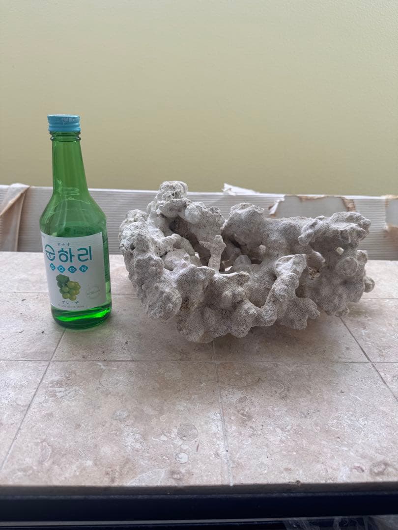 天然ライブロック 大