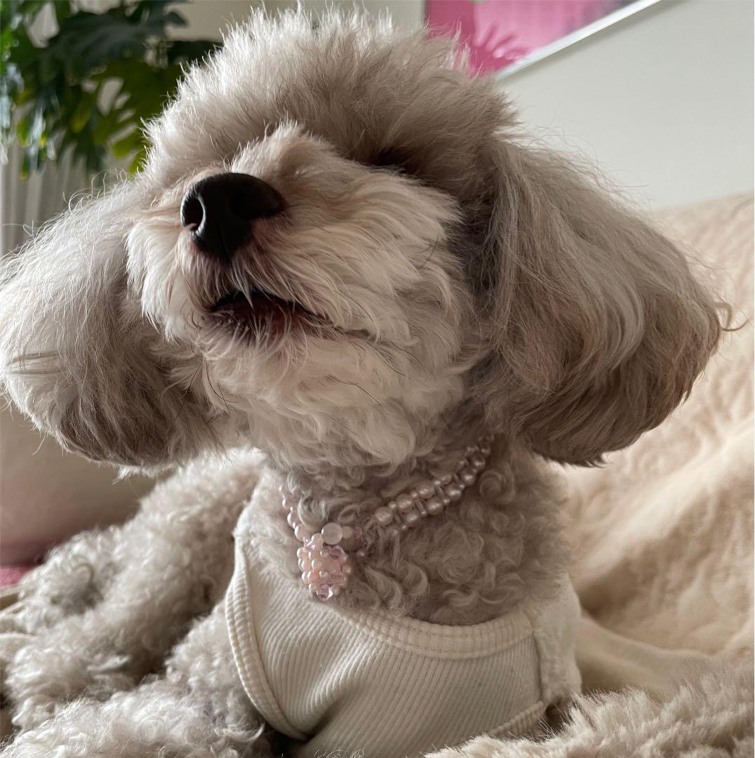 ペット用ビーズネックレス MGH-009