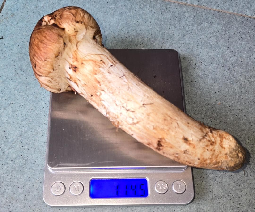 松茸 岩手県産 525g 極上 10月18日