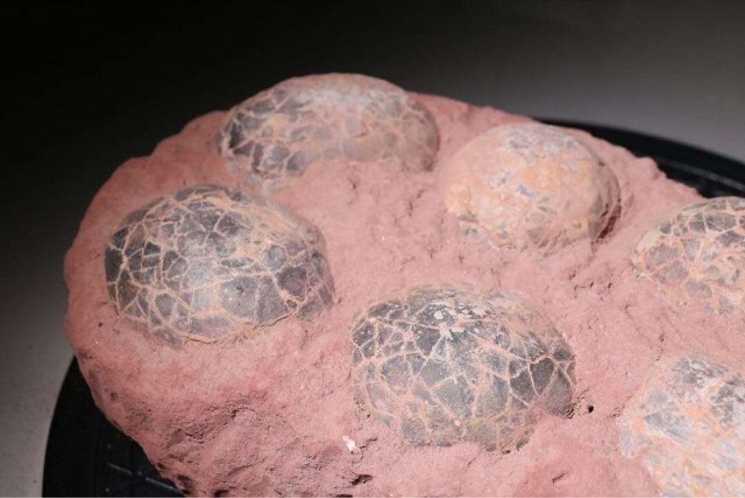 ☆赤字☆【入手困難】博物館クラスサイズ 海外産　ハドロサウルスの卵の巣　8個 !