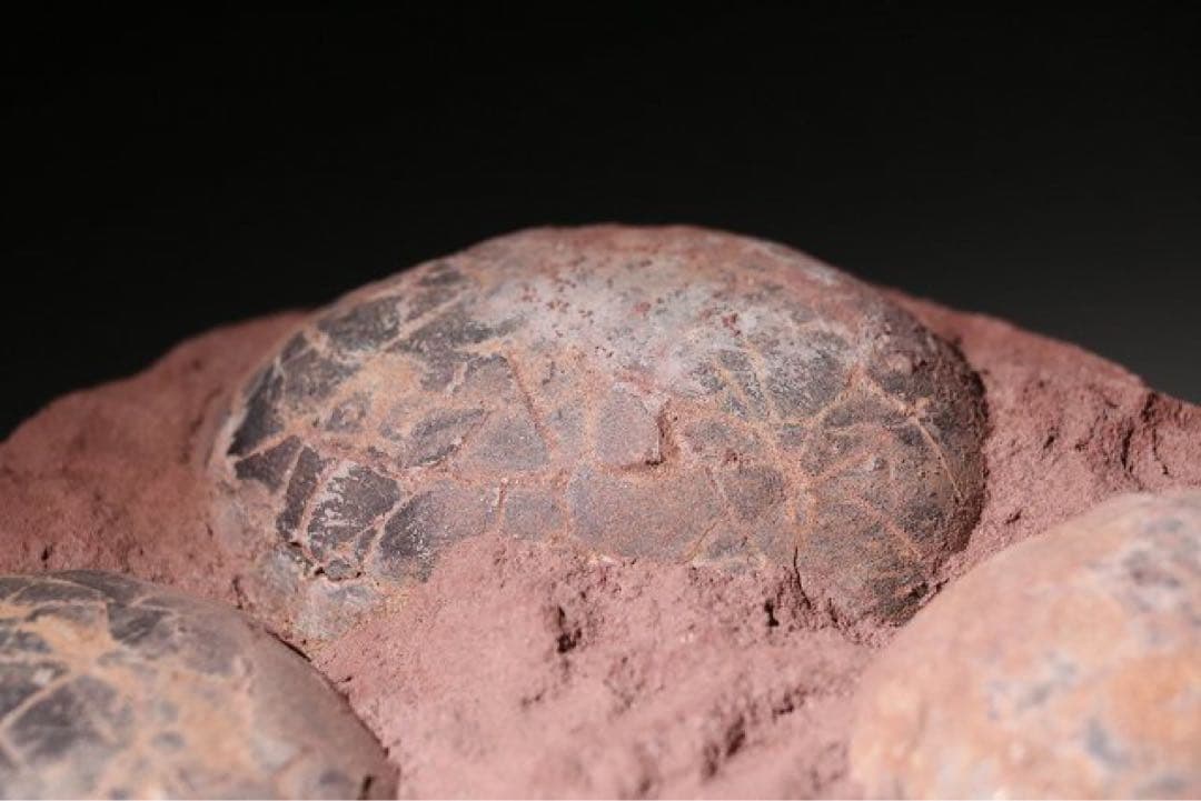 ☆赤字☆【入手困難】博物館クラスサイズ 海外産　ハドロサウルスの卵の巣　8個 !